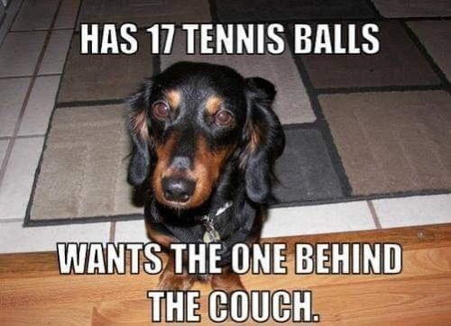 dog 17 tennis balls.jpg